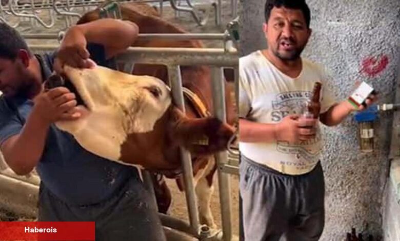 İneğe içki içirdiği öne sürülen çiftlik çalışanı toplumsal medyayı ayağa kaldırdı! O çalışana... - Haberois İneğe içki içirdiği öne sürülen çiftlik çalışanı toplumsal medyayı ayağa kaldırdı! O çalışana...