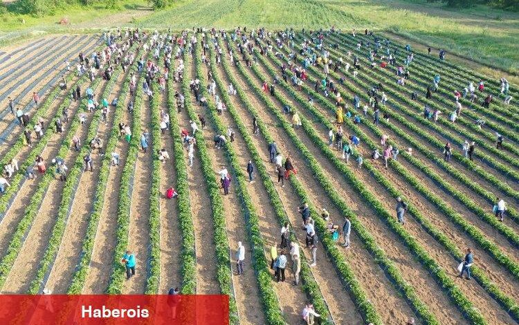 İzmit Çilek Köyü’nde muhteşem hasat - Haberois İzmit Çilek Köyü’nde muhteşem hasat