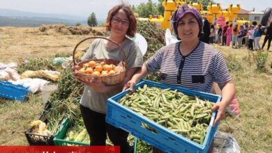 İzmit Dağköy’de araka hasat şenliği