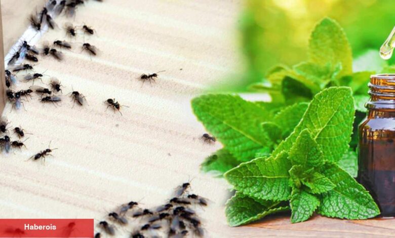 Kanatlı karınca nasıl yok edilir? Kanatlı karınca neden olur? Uçan karınca nasıl yok edilir? - Haberois Kanatlı karınca nasıl yok edilir? Kanatlı karınca neden olur? Uçan karınca nasıl yok edilir?