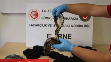 Kapıkule'de yavru piton operasyonu