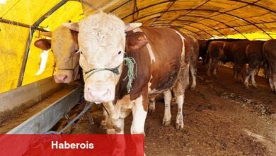 Keçiören'de Kurban Pazarı Kuruldu, Satışlar Başladı