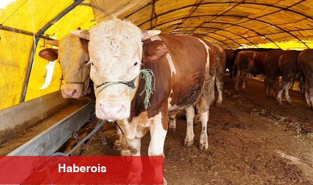 Keçiören'de Kurban Pazarı Kuruldu, Satışlar Başladı - Haberois Keçiören'de Kurban Pazarı Kuruldu, Satışlar Başladı
