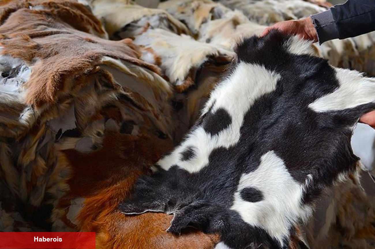 Kurban derisi nasıl kıymetlendirilir? Kurban derisi ne yapılır? Diyanet’in kurban derisi...