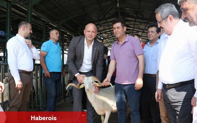 Manisa'da damızlık koçlar üreticilere teslim ediliyor - Haberois Manisa'da damızlık koçlar üreticilere teslim ediliyor