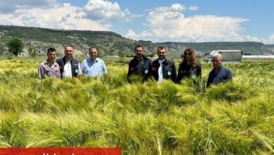 Manisa'da tohumların verimliliği yüzleri güldürüyor