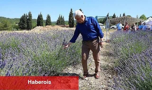 Muğla Büyükşehir Lavanta Bahçesi Yeni Sezona Hazır - Haberois Muğla Büyükşehir Lavanta Bahçesi Yeni Sezona Hazır