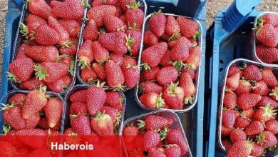 Muğla'nın Çilekleri Migros Raflarında