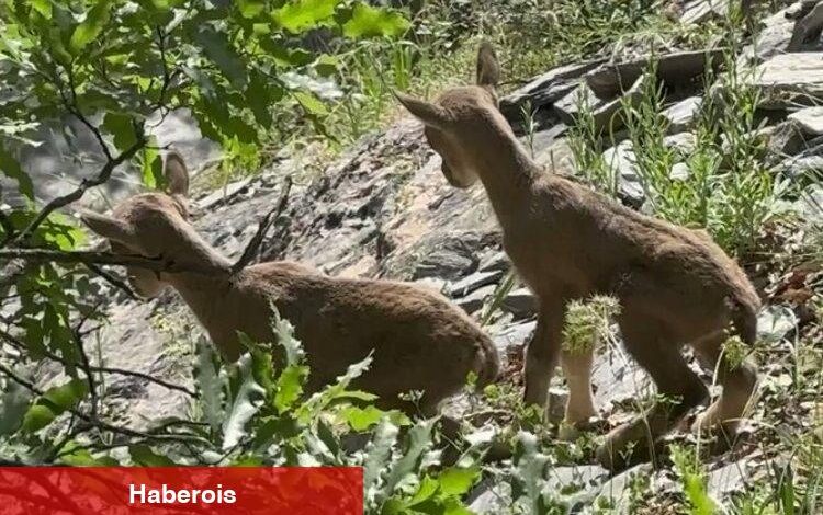 Öksüz kalan yavru yaban keçilerine 'süt anne' şefkati - Haberois Öksüz kalan yavru yaban keçilerine 'süt anne' şefkati