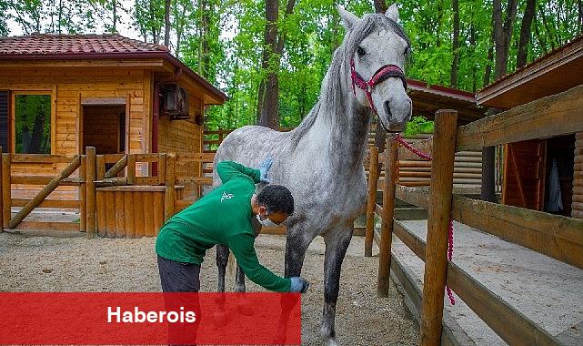 Ormanya bayrama hazır - Haberois Ormanya bayrama hazır