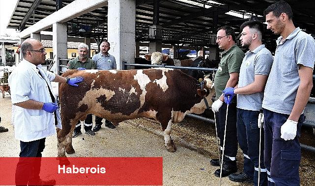 Osmangazi'de kurban yakalama timleri göreve hazır - Haberois Osmangazi'de kurban yakalama timleri göreve hazır