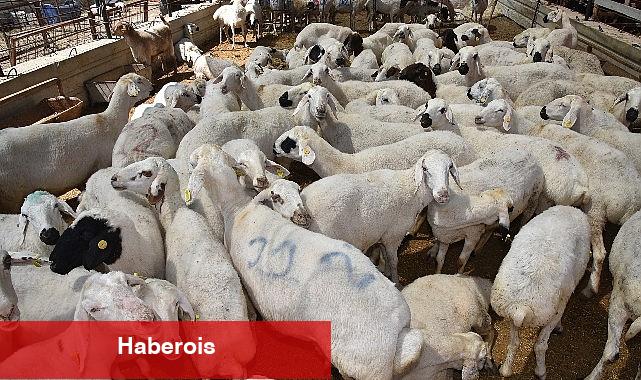 Selçuklu'da kurban satış ve kesim yerleri hazır - Haberois Selçuklu'da kurban satış ve kesim yerleri hazır