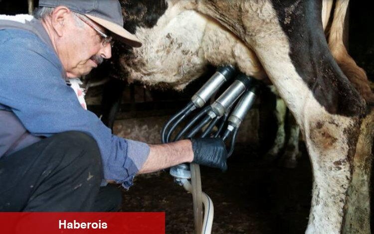 Süt üreticilerinin yüzü güldü - Haberois Süt üreticilerinin yüzü güldü