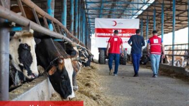 Türk Kızılayı kurban kesimlerini başlattı
