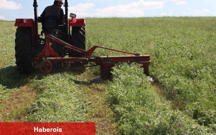Üreticiye Macar fiği desteği - Haberois Üreticiye Macar fiği desteği