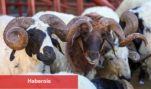 Van'da Kurban Satış ve Kesim yerleri belirlendi - Haberois Van'da Kurban Satış ve Kesim yerleri belirlendi