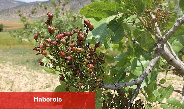 Antalya Büyükşehir'in Antepfıstığı fidanları yüz güldürdü - Haberois Antalya Büyükşehir'in Antepfıstığı fidanları yüz güldürdü