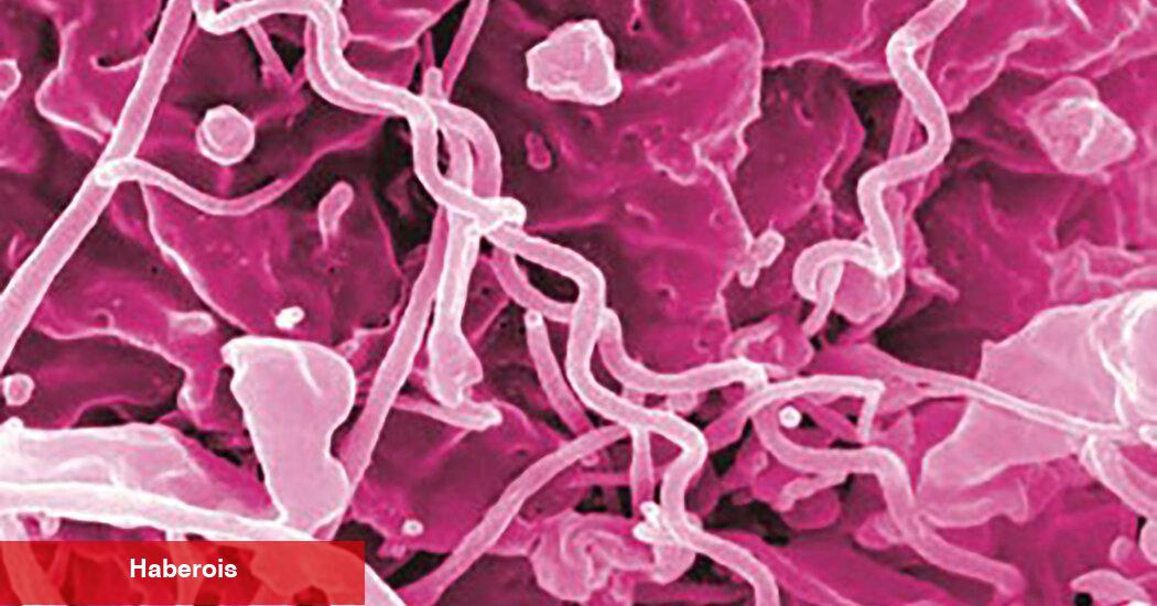 Antibiyotik Eksikliği Frengi Salgınını Kötüleştirebilir