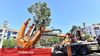 Buca Metrosu'nda istasyon inşaatları öncesinde ağaçlar geçici olarak taşınıyor