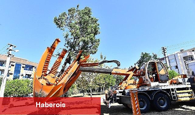 Buca Metrosu'nda istasyon inşaatları öncesinde ağaçlar geçici olarak taşınıyor - Haberois Buca Metrosu'nda istasyon inşaatları öncesinde ağaçlar geçici olarak taşınıyor