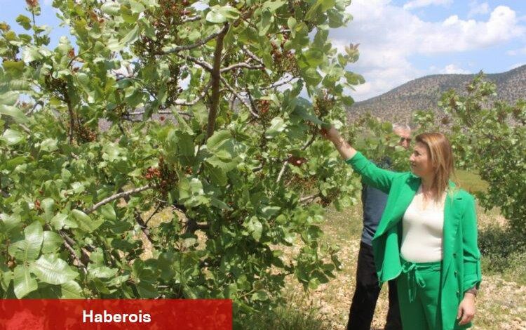 Çiftçinin yüzü fıstıkla gülüyor - Haberois Çiftçinin yüzü fıstıkla gülüyor