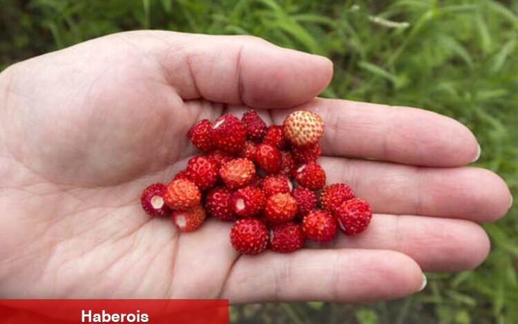 Dağ çileğinin yararları nelerdir? - Haberois Dağ çileğinin yararları nelerdir?