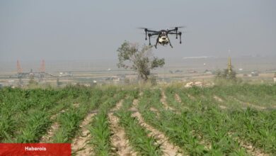 Drone'lar tarlaya indi! Çiftçinin yükü azaldı