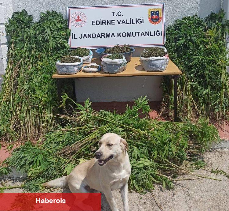 Edirne Jandarması'ndan kaçaklara geçit yok!
