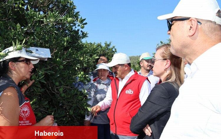 Ege ihracatçıları 'iyi tarım uyguamalarını' Muğla'da sürdürdü - Haberois Ege ihracatçıları 'iyi tarım uyguamalarını' Muğla'da sürdürdü