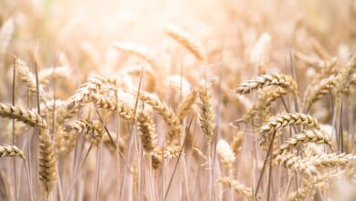 FAO: Dünya Besin Fiyatları Son 2 Yılın En Düşük Düzeyinde