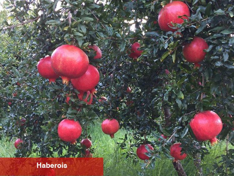 Finike'nin kokulu limonu ve Hicaz Narı, uluslararası listede