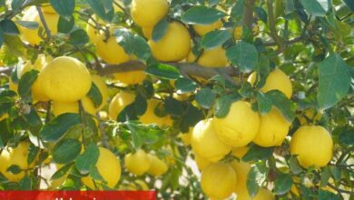 Finike'nin kokulu limonu ve Hicaz Narı, uluslararası listede