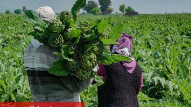 Hatay enginarlarını reyonlarında satışa sundu