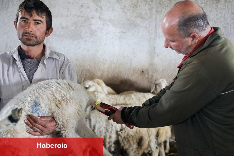 Hayvan dostu Talas'ta anlamlı destek