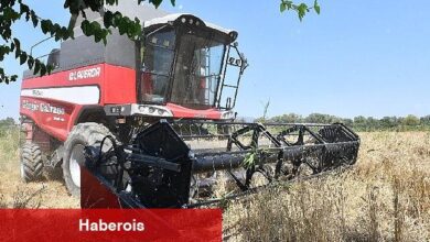 İlk Defa Belediye Arazisinde Buğday Hasadına Başlandı