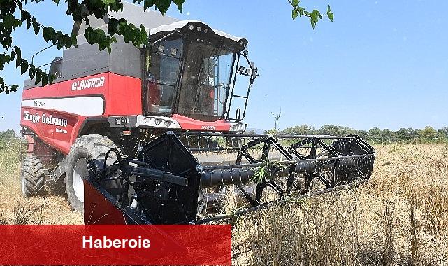 İlk Defa Belediye Arazisinde Buğday Hasadına Başlandı - Haberois İlk Defa Belediye Arazisinde Buğday Hasadına Başlandı