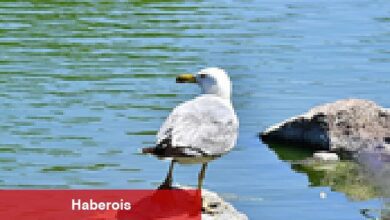 İzmir Doğal Yaşam Parkı'nın göçmen kuşları