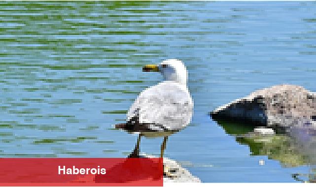 İzmir Doğal Yaşam Parkı'nın göçmen kuşları - Haberois İzmir Doğal Yaşam Parkı'nın göçmen kuşları