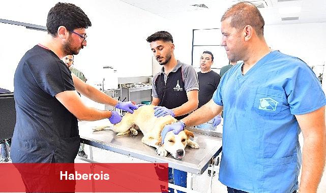 İzmir'de bir yılda 25 bin kedi ve köpek kısırlaştırıldı - Haberois İzmir'de bir yılda 25 bin kedi ve köpek kısırlaştırıldı