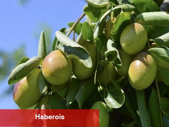 Jojoba yağının yararları nelerdir? - Haberois Jojoba yağının yararları nelerdir?