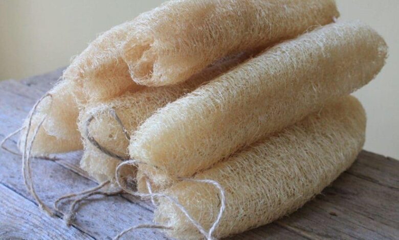 Kabak lifinin kullanımı ve yararları - Haberois Kabak lifinin kullanımı ve yararları