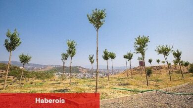 Karşıyaka'da iklim krizine karşı 95 bin ağaç toprakla buluşturuldu