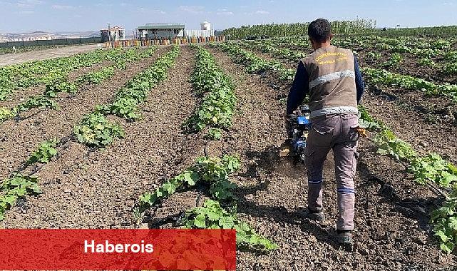 Keçiören belediyesi bostanında hasat başladı - Haberois Keçiören belediyesi bostanında hasat başladı