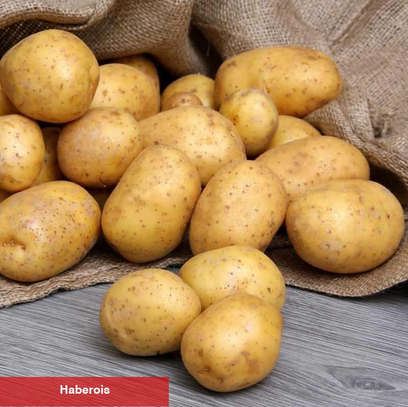 Kızartmalık ile yemeklik patates ortasındaki fark nedir?Kızartmalık patates ile yemek yapılır mı