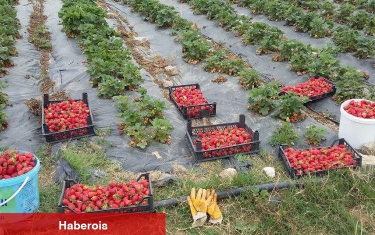 Kocaeli’de üreticilere 118 bin çilek fidesi dağıtıldı - Haberois Kocaeli’de üreticilere 118 bin çilek fidesi dağıtıldı