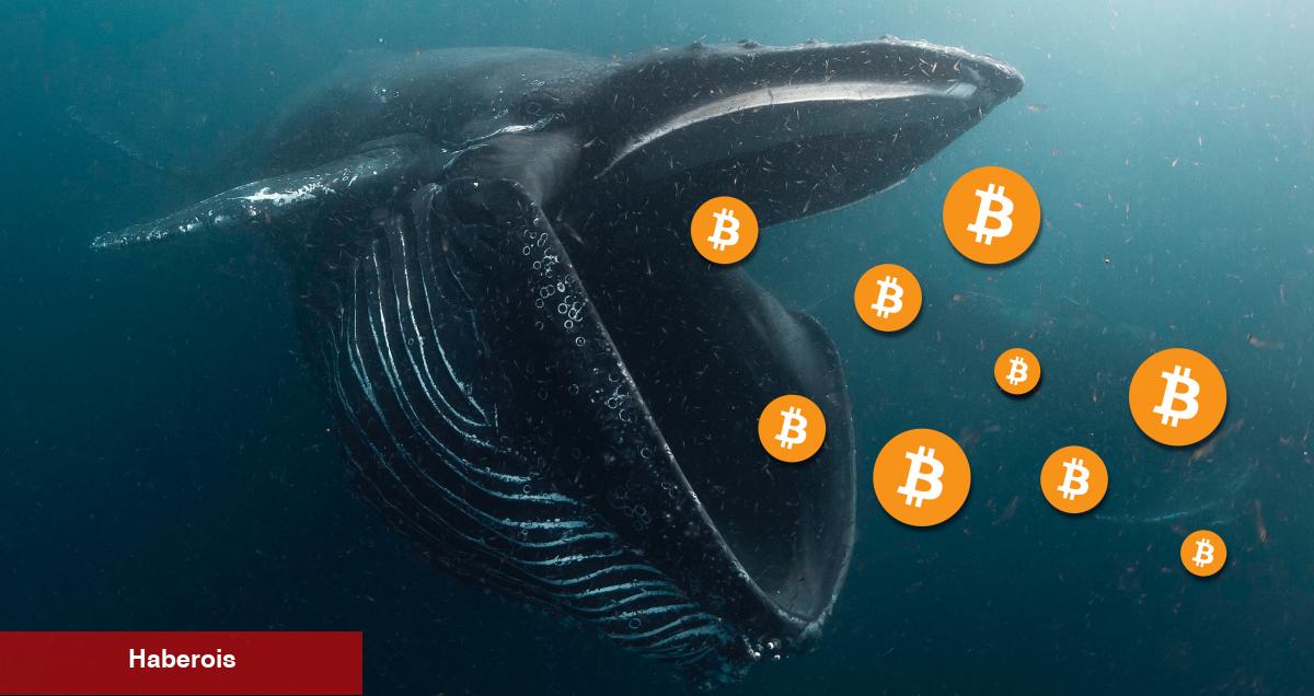 Kripto Balinaları Bu Altcoinlerden Yüklüce Sattı! - Haberois Kripto Balinaları Bu Altcoinlerden Yüklüce Sattı!