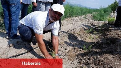 Kuşkonmaz üreticisi Sparga1 Tarım A.Ş., 400 dönümlük alanda dikim faaliyetine başladı