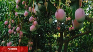 Mango Miami Yazının Kralı