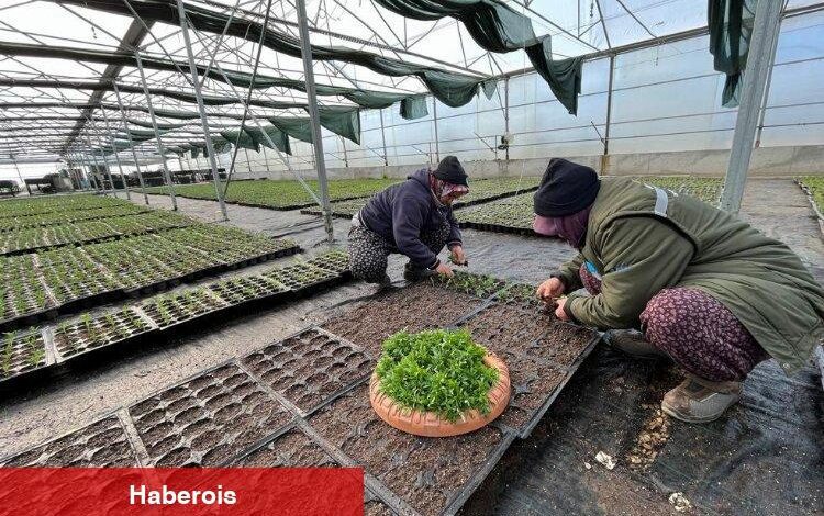 Manisa kendi serasından üretiyor - Haberois Manisa kendi serasından üretiyor