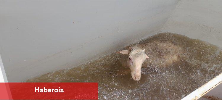 Manisa'da küçükbaş hayvan sağlığına mobil çözüm